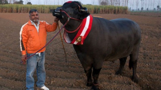 Boğanın spermi 3 bin dolardan satılıyor!