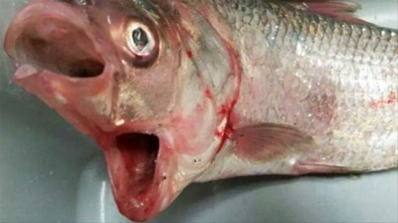 İki ağızlı balık görenleri şaşırttı