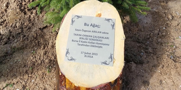 Özgecan Aslan Bursa'da fidanla yaşayacak
