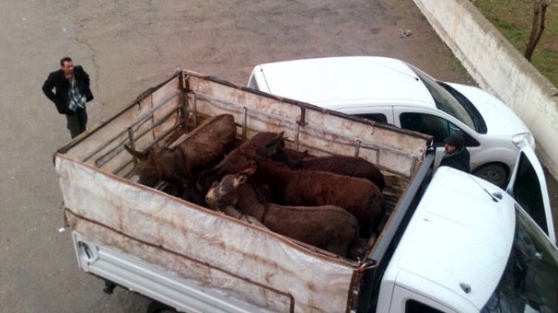 Eşekleri kesmeye götürüyorlardı!