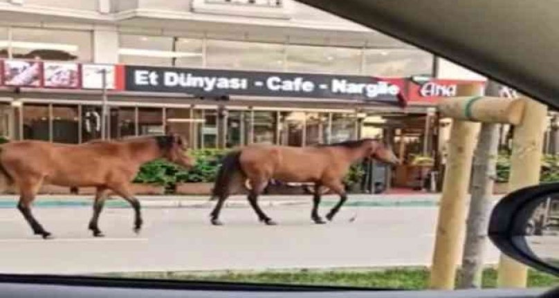 Bursa'da başıboş atlar sürücülere zor anlar yaşattı!