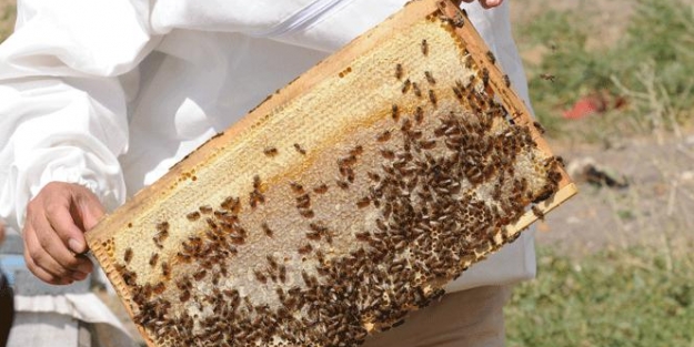 İşte Türkiye’nin bal haritası