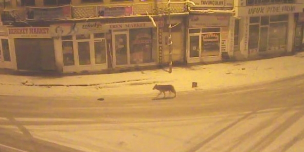 Kurt şehir merkezine indi!