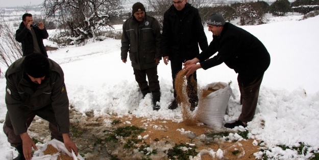 Hayvanlara 2 ton yem bırakıldı