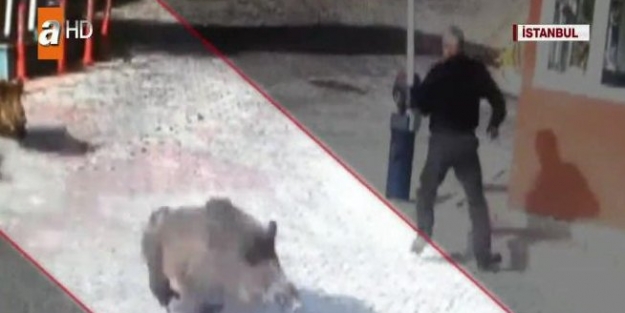 Siteyi domuzlar bastı!