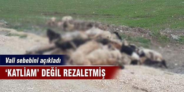 Belediye'den ölü bulunan 84 köpek açıklaması
