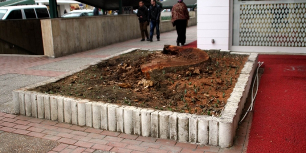 Bursa'daki asırlık çınar kesildi