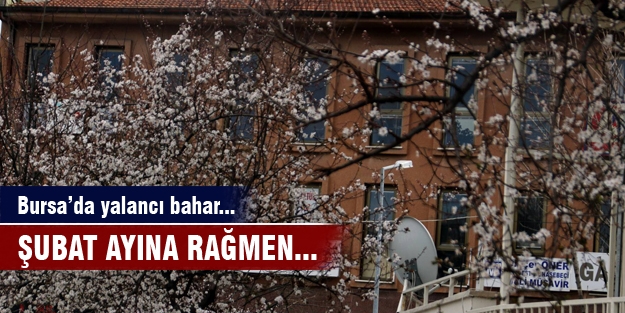 Bursa'da yalancı bahara aldanan ağaçlar çiçek açtı