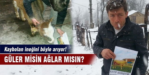 Kaybolan ineğini bakın nasıl arıyor!