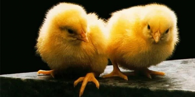 Cinsiyetini bilene ayda 13 bin TL