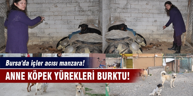 Bursa'da içler acısı manzara! Anne köpek yürekleri burktu...