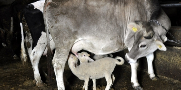 Görenleri hayrete düşürüyor! Kuzulara annelik yapan inek...