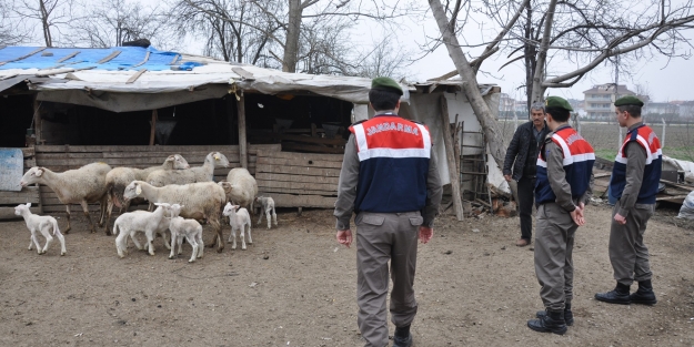 Bursa'da koyun hırsızlarına jandarma baskını