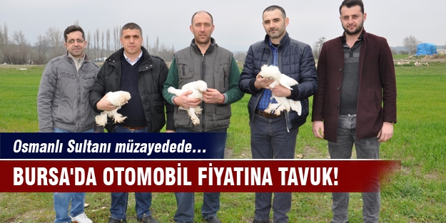 Bursa'da otomobil fiyatına tavuk! Osmanlı Sultanı müzayedede…