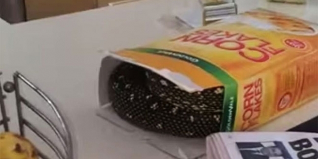 Mısır gevreğinden öyle bir şey çıktı ki!