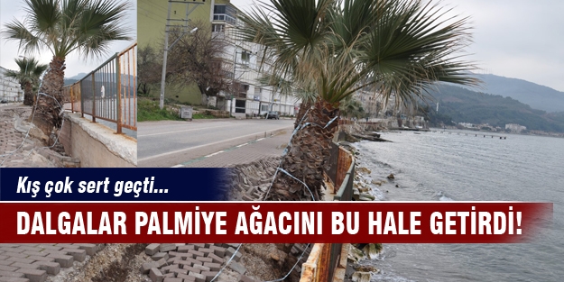 Kış çok sert geçti! Dalgalar palmiye ağacını bu hale getirdi...