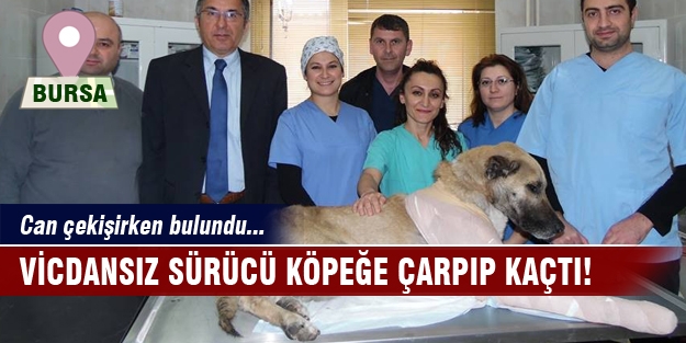 Vicdansız sürücü köpeğe çarpıp kaçtı!