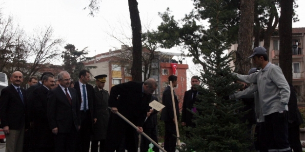 Erdoğan fidan dikti