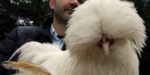 Osmanlı Sultan tavuğu rekor fiyata alıcı buldu!