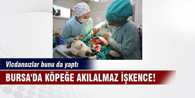 Bursa'da köpeğe akılalmaz işkence! Vicdansızlar bunu da yaptı!