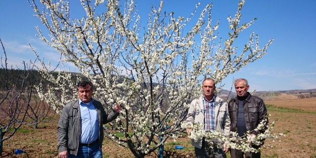 Bursa'da meyve ağaçlarını don vurdu