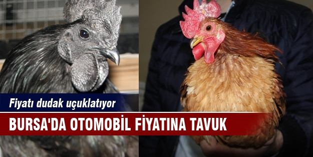 Bursa'da otomobil fiyatına tavuk! Fiyatı dudak uçuklatıyor