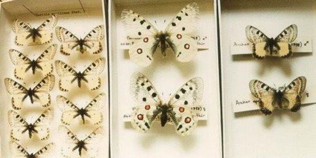 Bakanlık 54 böcek tespit etti