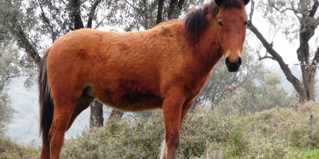 Yılkı atları şehre indi