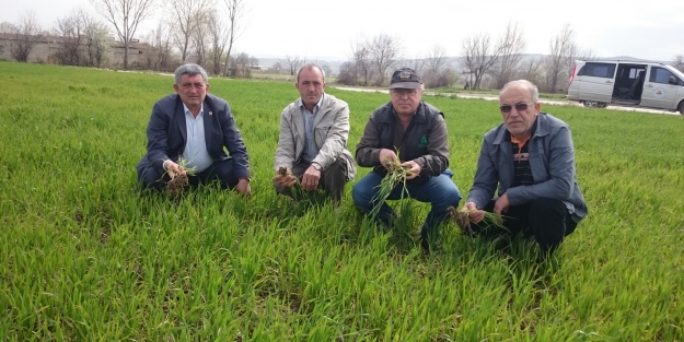 Bursa'da buğdayda hastalık korkusu