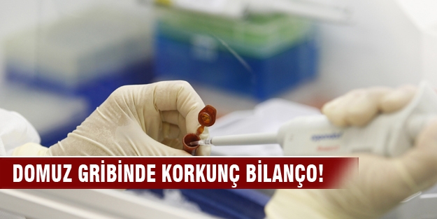 Domuz gribinde korkunç bilanço!