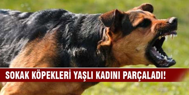 Sokak köpekleri yaşlı kadını parçaladı