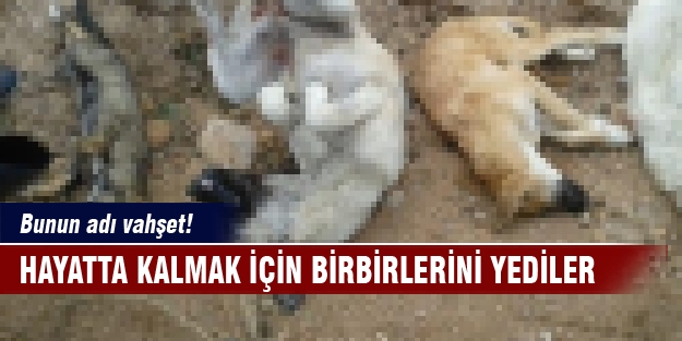 Bunun adı vahşet! Hayatta kalmak için birbirlerini yediler