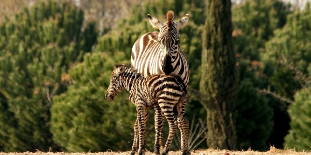 Merakla beklenen doğum gerçekleşti