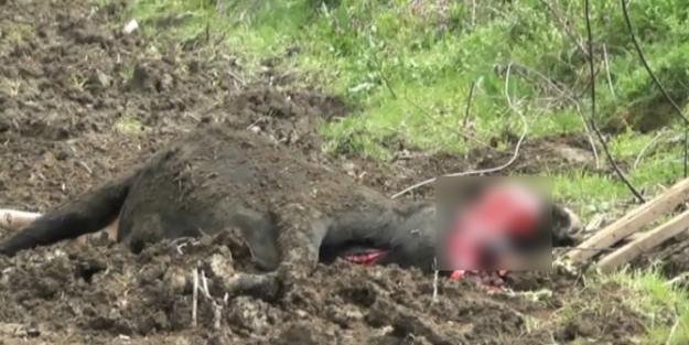 Kopan elektrik teli telef etti