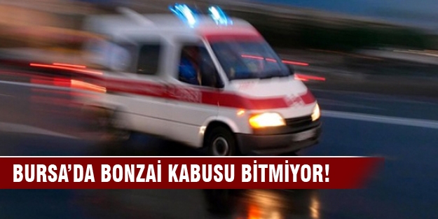 Bursa'da bonzai kabusu bitmiyor!