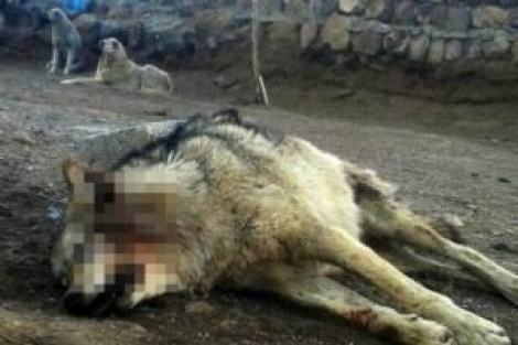 Eve geldiğinde bu manzarayla karşılaştı