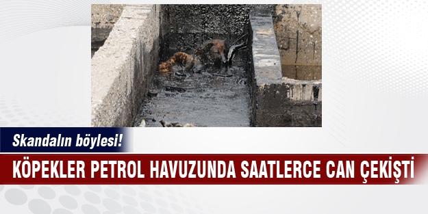 Skandalın böylesi! Köpekler petrol havuzunda saatlerce can çekişti