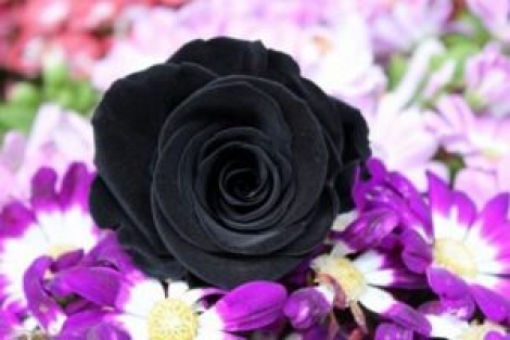 Fiyatı altınla yarışıyor!