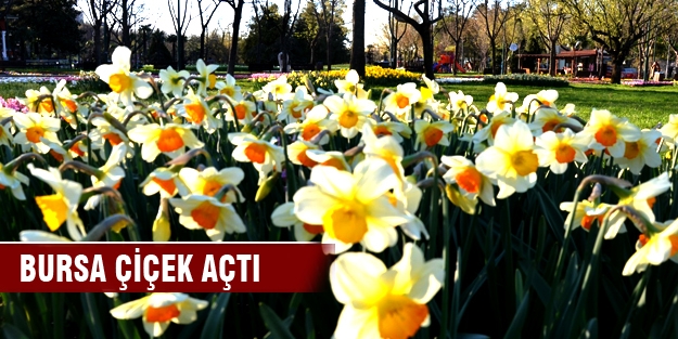 Bursa çiçek açtı