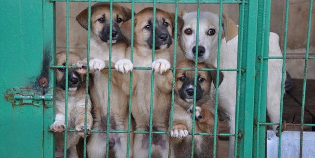 İnegöl’e yeni hayvan barınağı