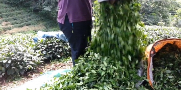Çay üreticisine müjdeli haber