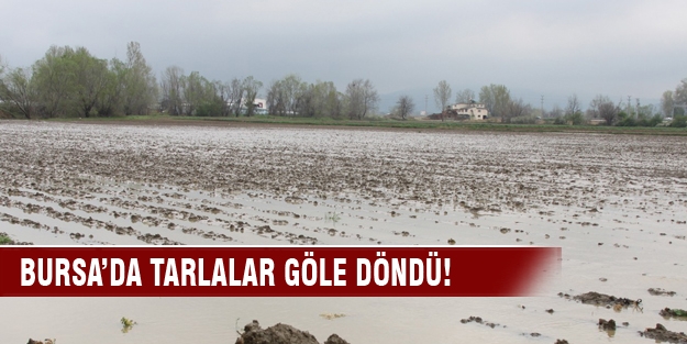 Bursa'da yağmur ve kar suları çiftçiyi vurdu!