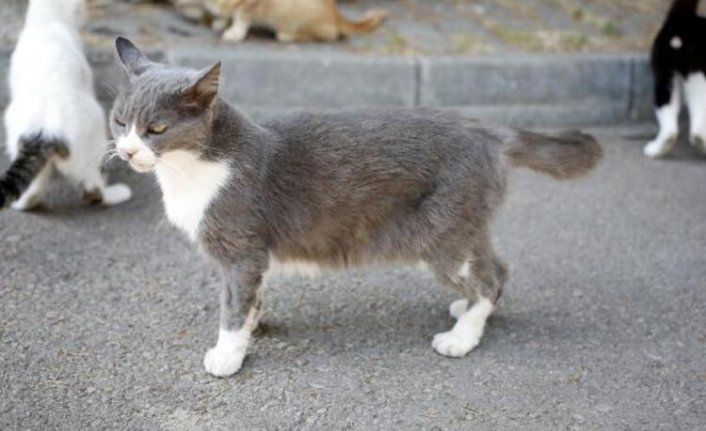 Büyükada'da kedilerde salgın iddiası! 4 ayda 700 kedi öldü