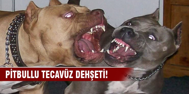 Sapıklığın böylesi!  Pitbullu tecavüz dehşeti!