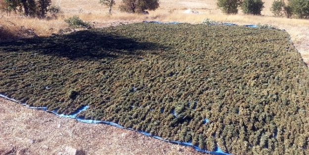 Akıl almaz uyuşturucu oyunu... Devlete bir yılda 45 milyon TL’lik vurgun