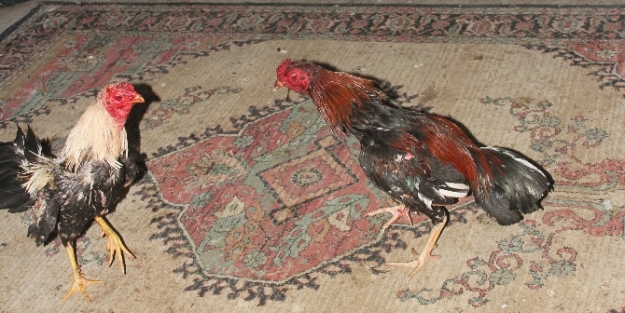 Horoz dövüşüne polis baskını!