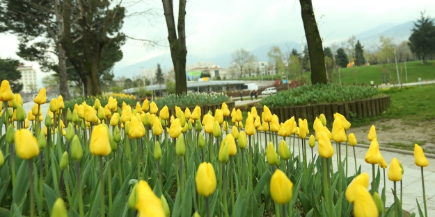 Bursa'da 'Lale Devri'