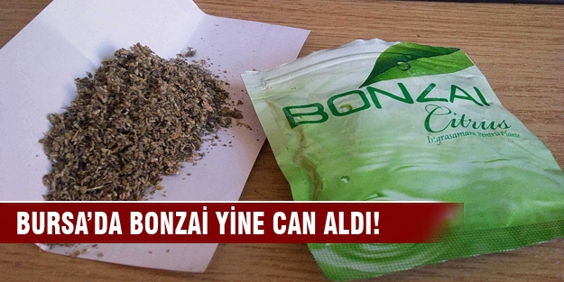 Bursa'da 'bonzai' yine can aldı!