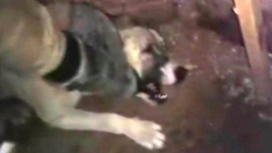 Genelkurmay'dan 'köpeğe işkence' açıklaması