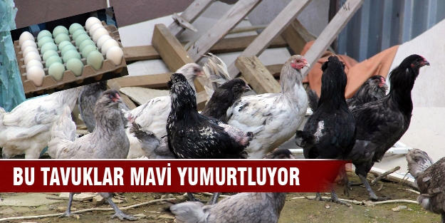 Bursa'da bu tavuklar mavi yumurtluyor